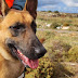   Ζαγόρι:Ανίχνευση Δηλητηριασμένων Δολωμάτων από εκπαιδευμένους σκύλους&Ημερίδα 