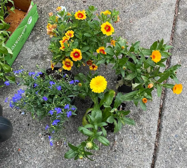 Photo of annuals to be planted in a galvanized bucket planter.