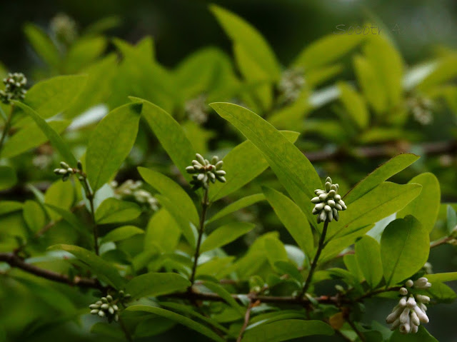 Ligustrum obtusifolium