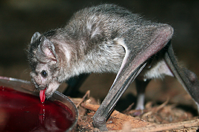 vampire bat