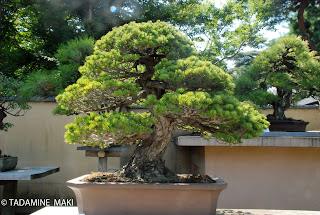 Bonsai, a trimmed and well-shapened small pine tree in a pot, Kyoto, Japan