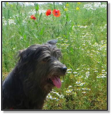 Lotte vor den Blumen