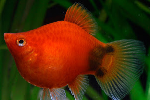 CANTIK DAN LUCUNYA IKAN PLATY