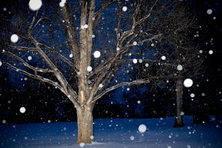 snowy tree