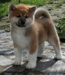 Shiba Inu