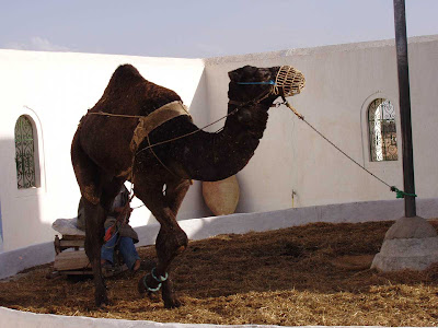 Africa Tunisia