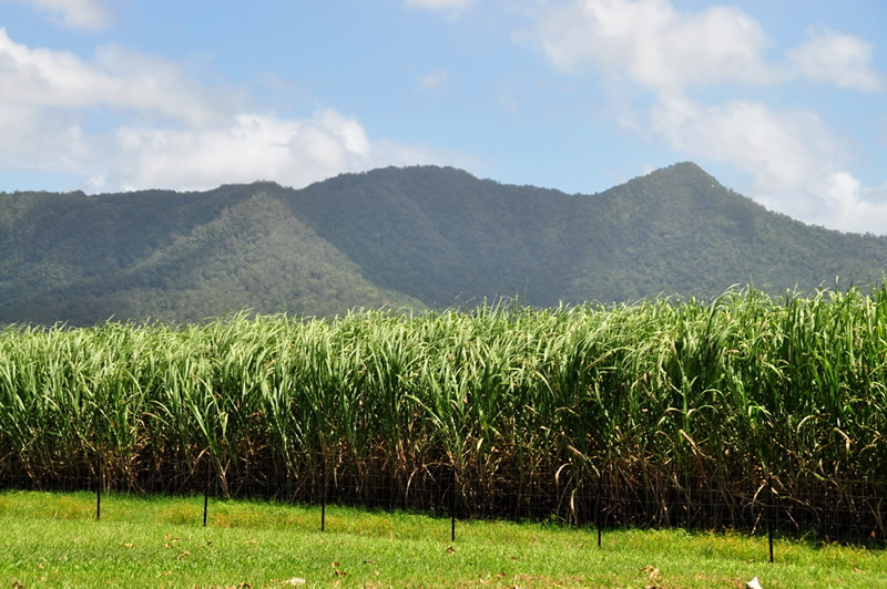 Sugarcane field in Queensland, Australia