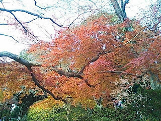 清水公園内の木、紅葉