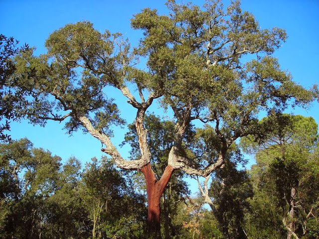 corcho de la botella de vino arbol