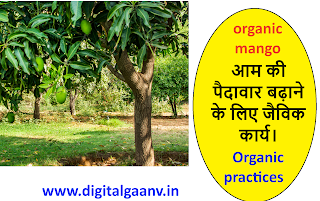 जैविक आम organic mango पाने के लिए ये कार्य करे आम के पेड़ों में।