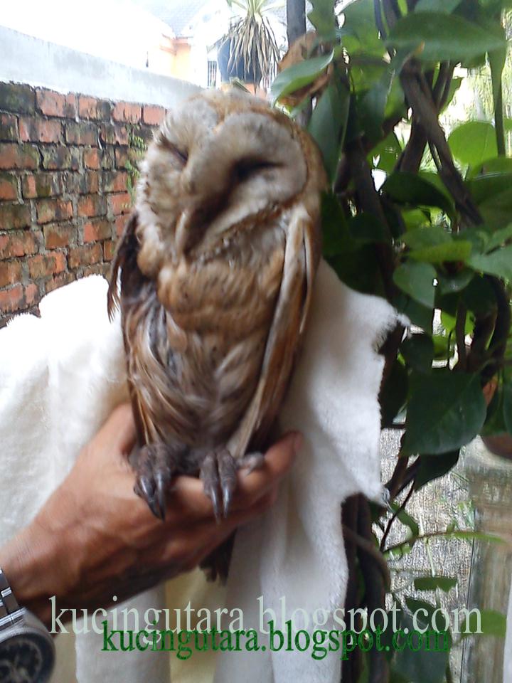 Kucing Utara: Burung Hantu tercedera