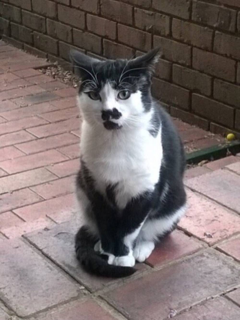 A Cat who resembles Charlie Chaplin