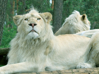 White Lion Wallpaper