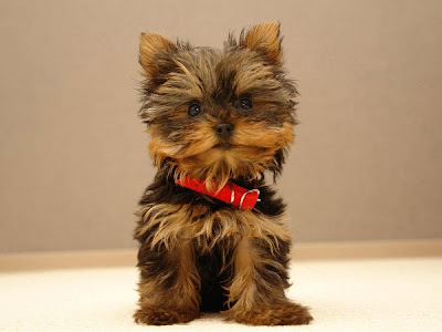 The Yorkshire Terrier