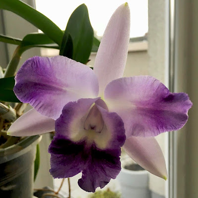 Cattleya orchid