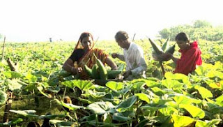 ৩ দিনের হরতালে গফরগাঁওয়ে সবজি চাষীদের ক্ষতি ২০ লাখ টাকা