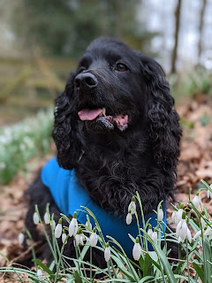 Before and after cropping Boris the Black Cocker Spaniel laying down behind a small clump of Snow Drops out on the common, behind him before cropping it clearly shows Boris is laying in an open area with no Snow Drops, but with a bit of cropping he looks to be laying amongst the Snow drops