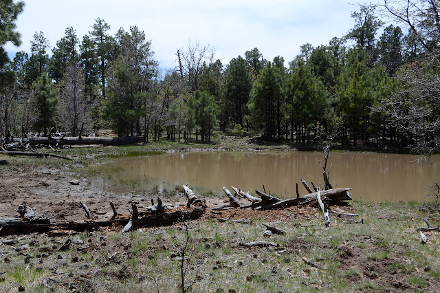 east side of Tadpole Lake