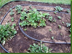Garden & WIPs 006