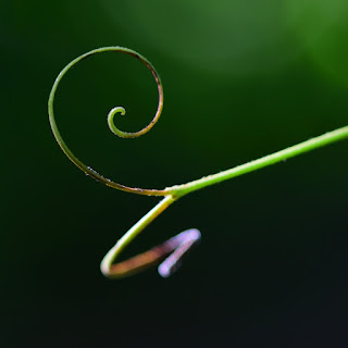 tendril spirals closeup