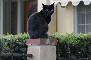 A feral black cat on a fence