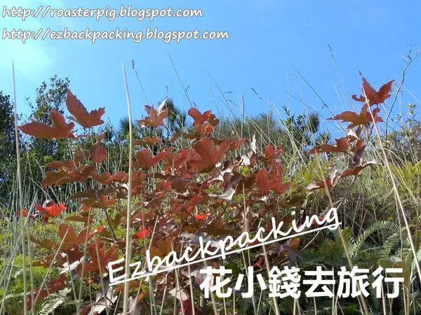 千島湖清景台紅葉2020