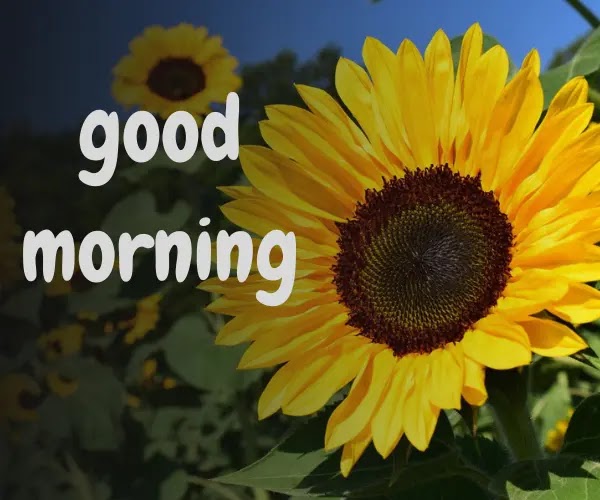 good morning photo flower