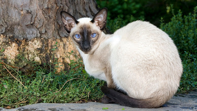 east coast siamese rescue