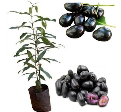 Muda de Jambolão ou Jamelão, feito de estaquias, com 80 centimetro de altura, plantado no saquinho muda sadia pronto para ser plantada no seu jardim ou vaso