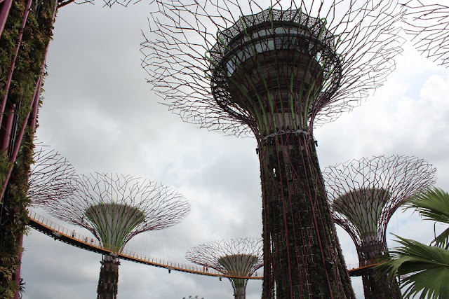 gardens by the bay supertree grove