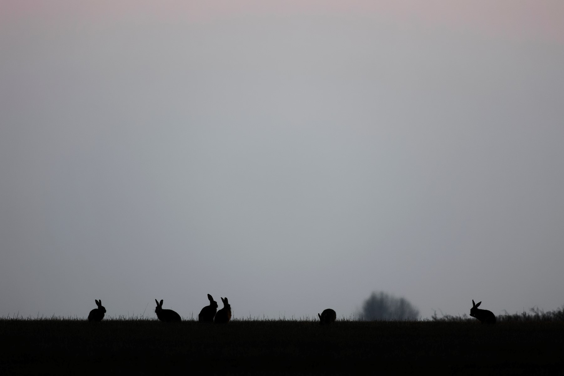 Brown Hares silhouetted