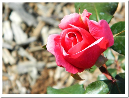 DSCN3608