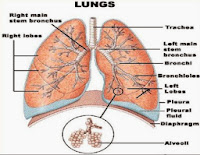 gambar struktur paru-paru manusia