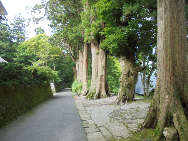 円流院前の巨大杉の木