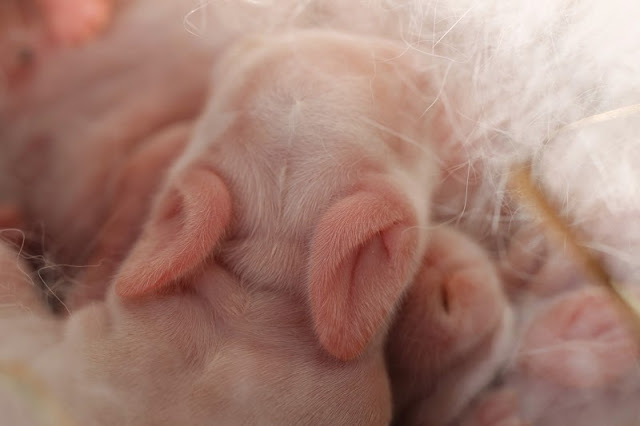 baby new zealand white bunny ears