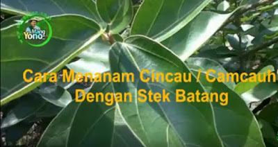 Cara Menanam Cincau / Camcauh Yang Mudah Dengan Stek Batang 