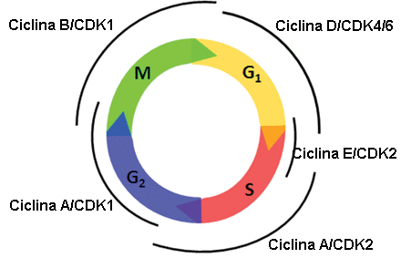 Moléculas reguladoras del ciclo celular (ciclinas y CDKs)