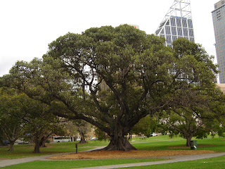 Ficus macrophylla ağacı