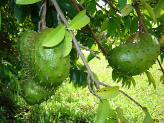  Graviola Tree in Brazil, guanabana in Spanish and “The sour sop” in English dictionary