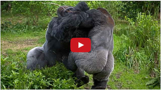 Videos Reload Gorila vs Gorila Video Pertarungan Hewan Perkelahian Binatang Buas 