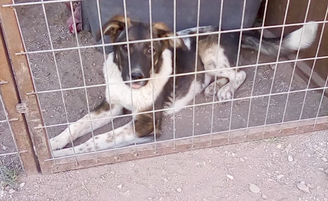 Greek rescue stray dog