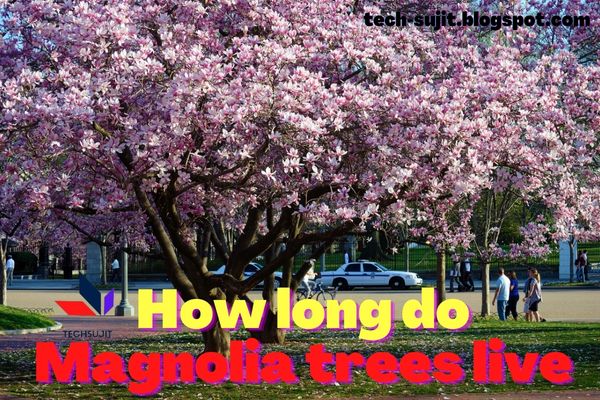 How long do magnolia trees live