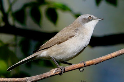 Lesser Whitethroat - winter visitor