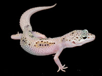 Black Hole Leopard Gecko6