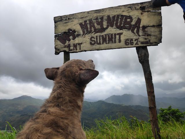 Dog at the summit