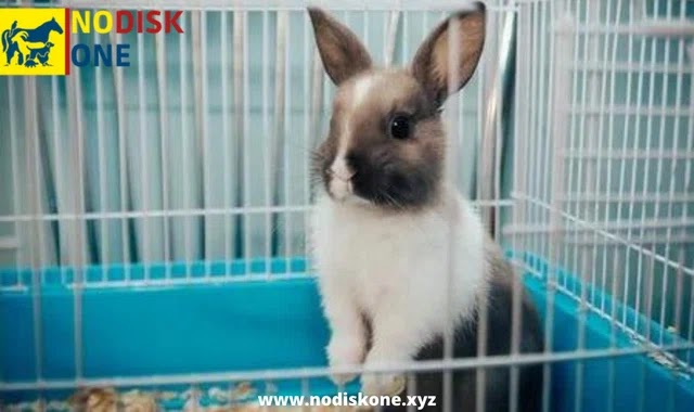 Rabbit Cage: Safe And Effective Systems To Clean A Rabbit Cage