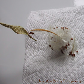 Tropical Milkweed Seed Pod Opening with Seeds