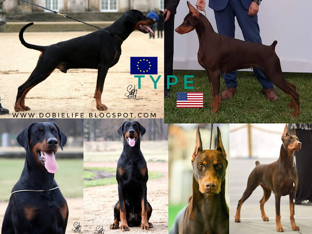 vita da Dobermann_Dobermann europeo e Doberman americano