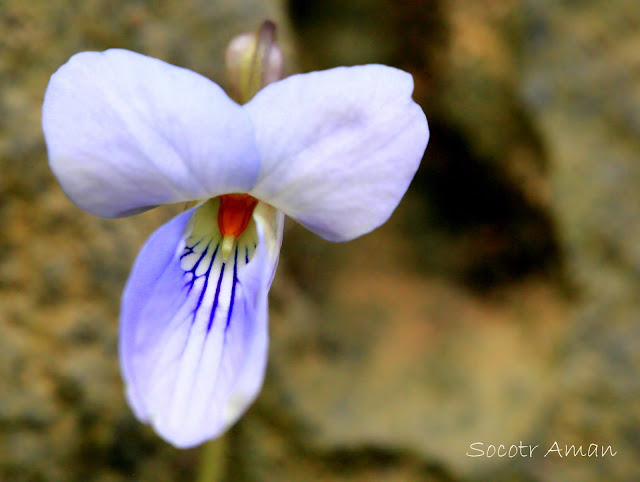 Viola grypoceras