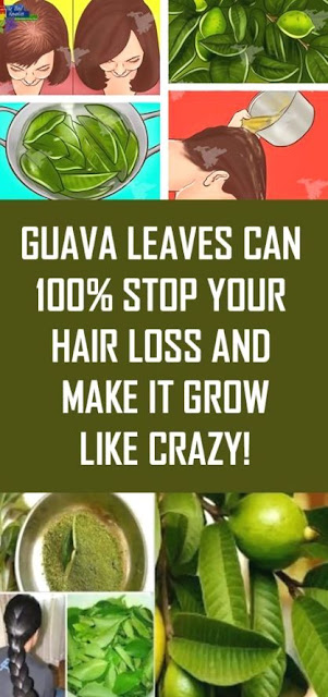 Guava Leaves Can Extremely 100% Stop Your Hair loss And Make It Grow Like Crazy